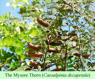 Caesalpinia decapetala