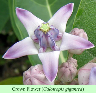 Crown Flower (Calotropis gigantea)
