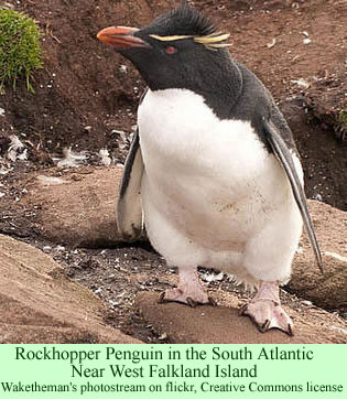 rockhopper penguin