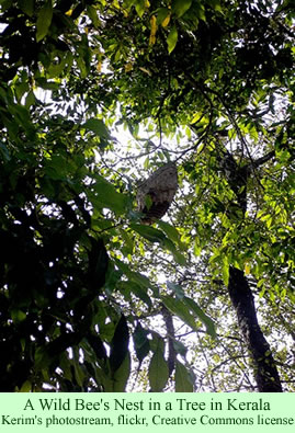 wild bee's nest in Kerala