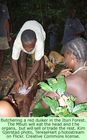 Mbuti bush meat